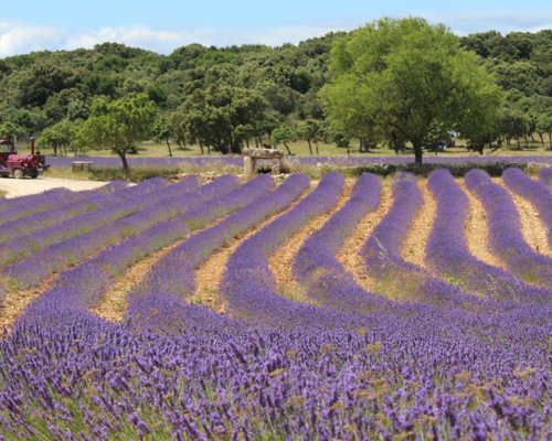 Passez une journ&eacute;e &agrave; la Maison de la Lavande