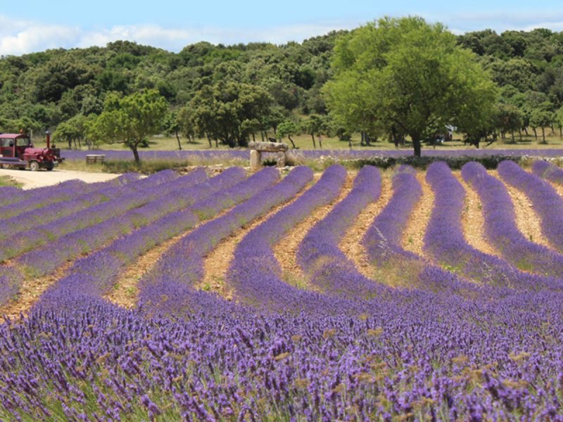 Passez une journ&eacute;e &agrave; la Maison de la Lavande