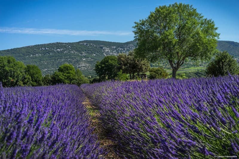 Lavande en Ardèche