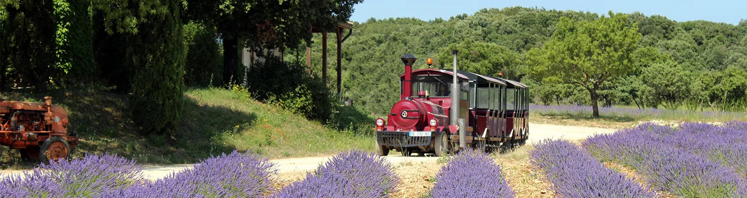 Petit train dans un champ de lavande