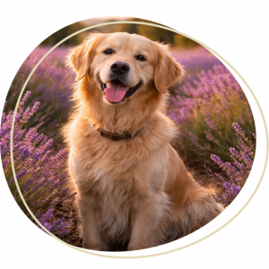 chien dans les lavandes
